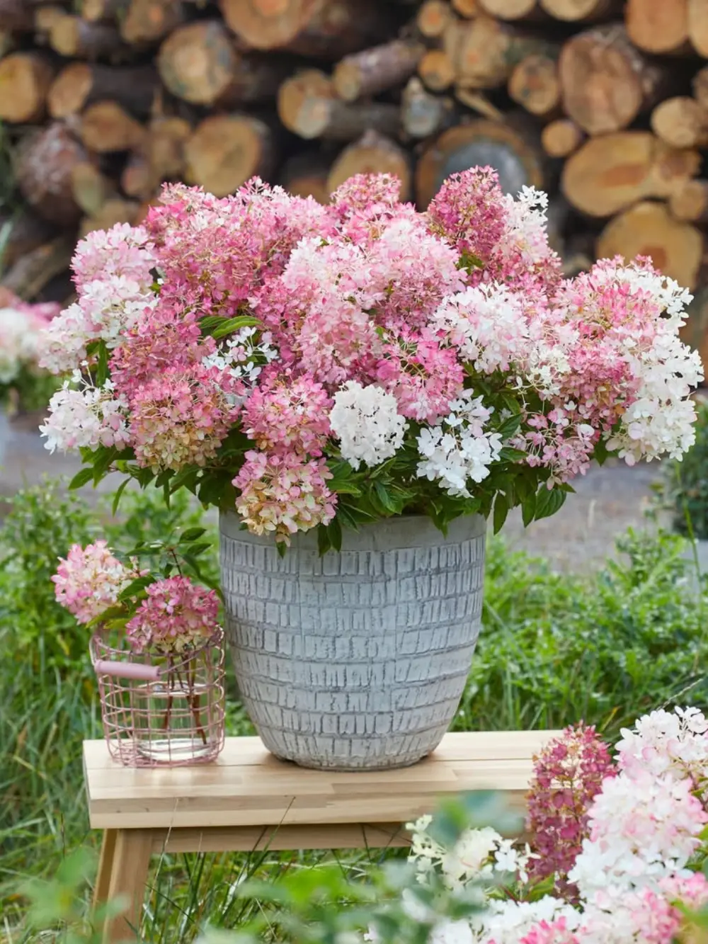 Groundbreaker® Blush™ bugás hortenzia