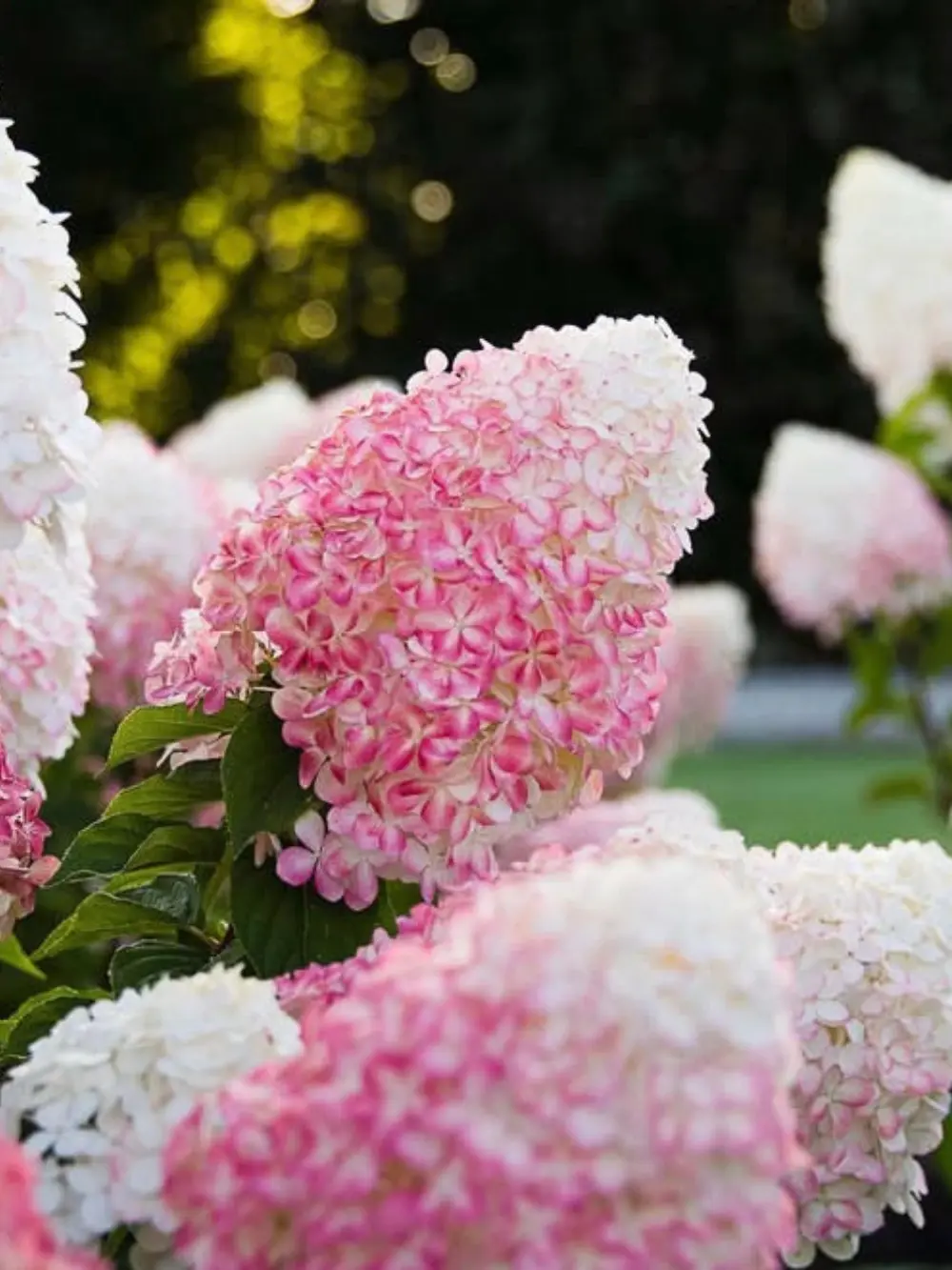 Living ‘Pink & Rose’ bugás hortenzia