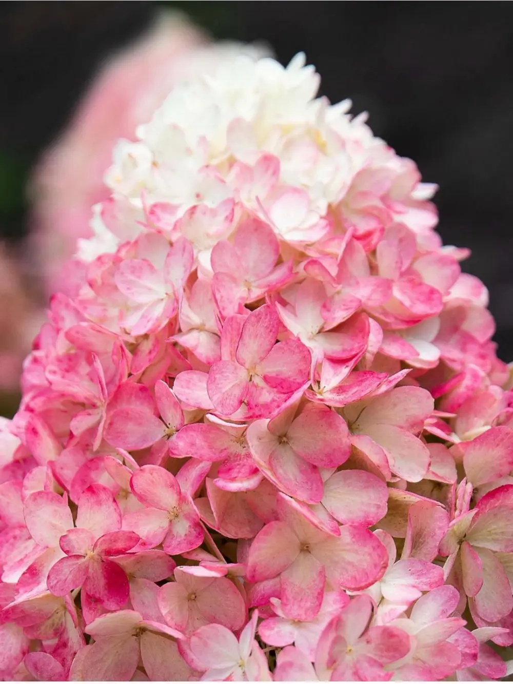 Living ‘Raspberry Pink’ bugás hortenzia