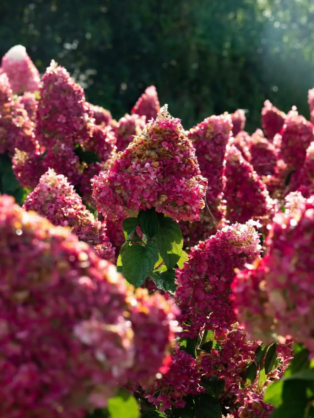 Living ‘Strawberry Blossom’ bugás hortenzia