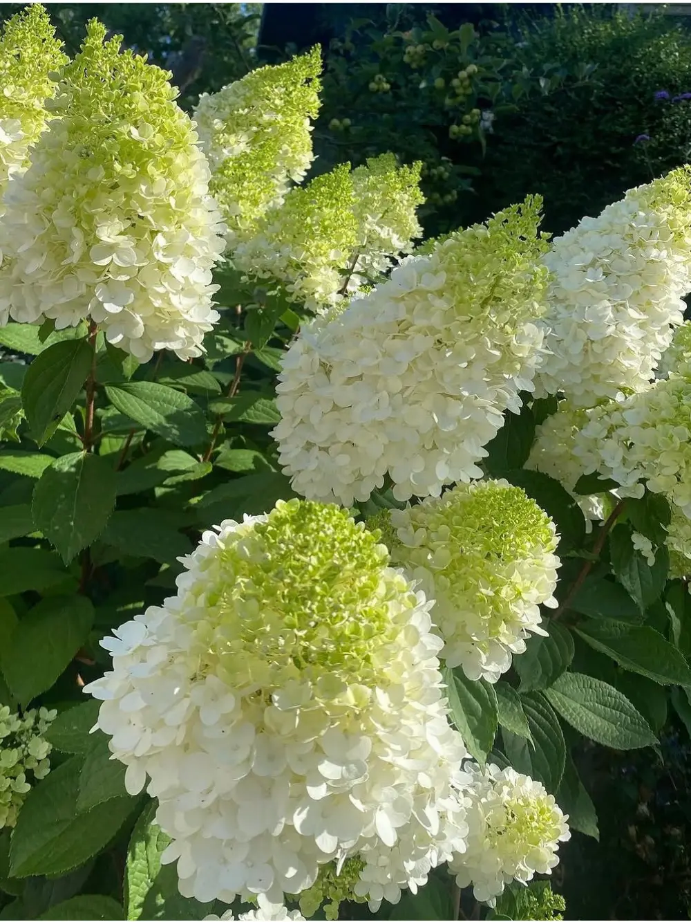 ‘Magical Moonlight’ bugás hortenzia