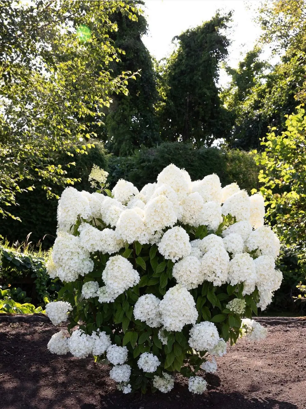 Living ‘Summer Snow’ bugás hortenzia