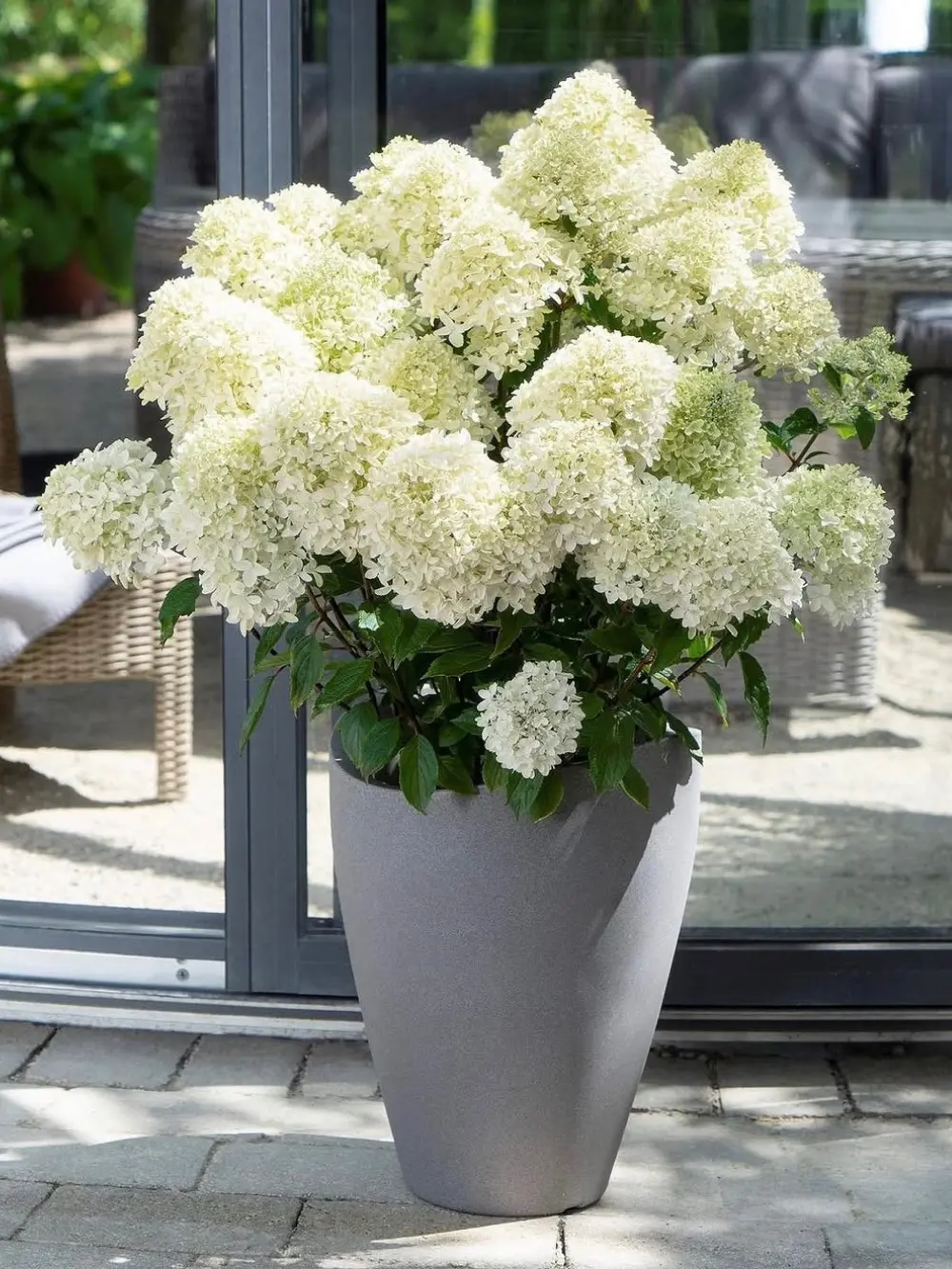 ‘Whitelight’ bugás hortenzia