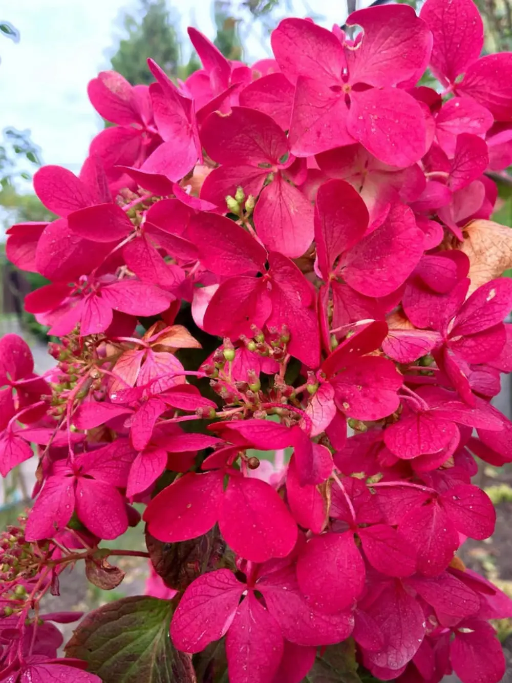 ‘Wim’s Red’ bugás hortenzia