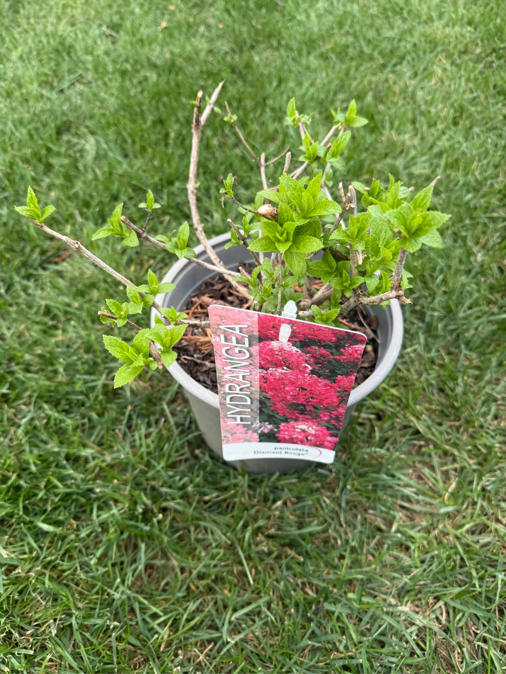 ‘Diamant Rouge’ bugás hortenzia - Visszametszett állapot - Image 2