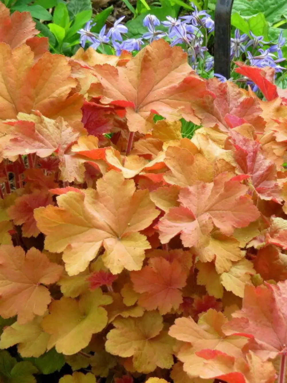 Heuchera ‘Caramel’ – tűzeső