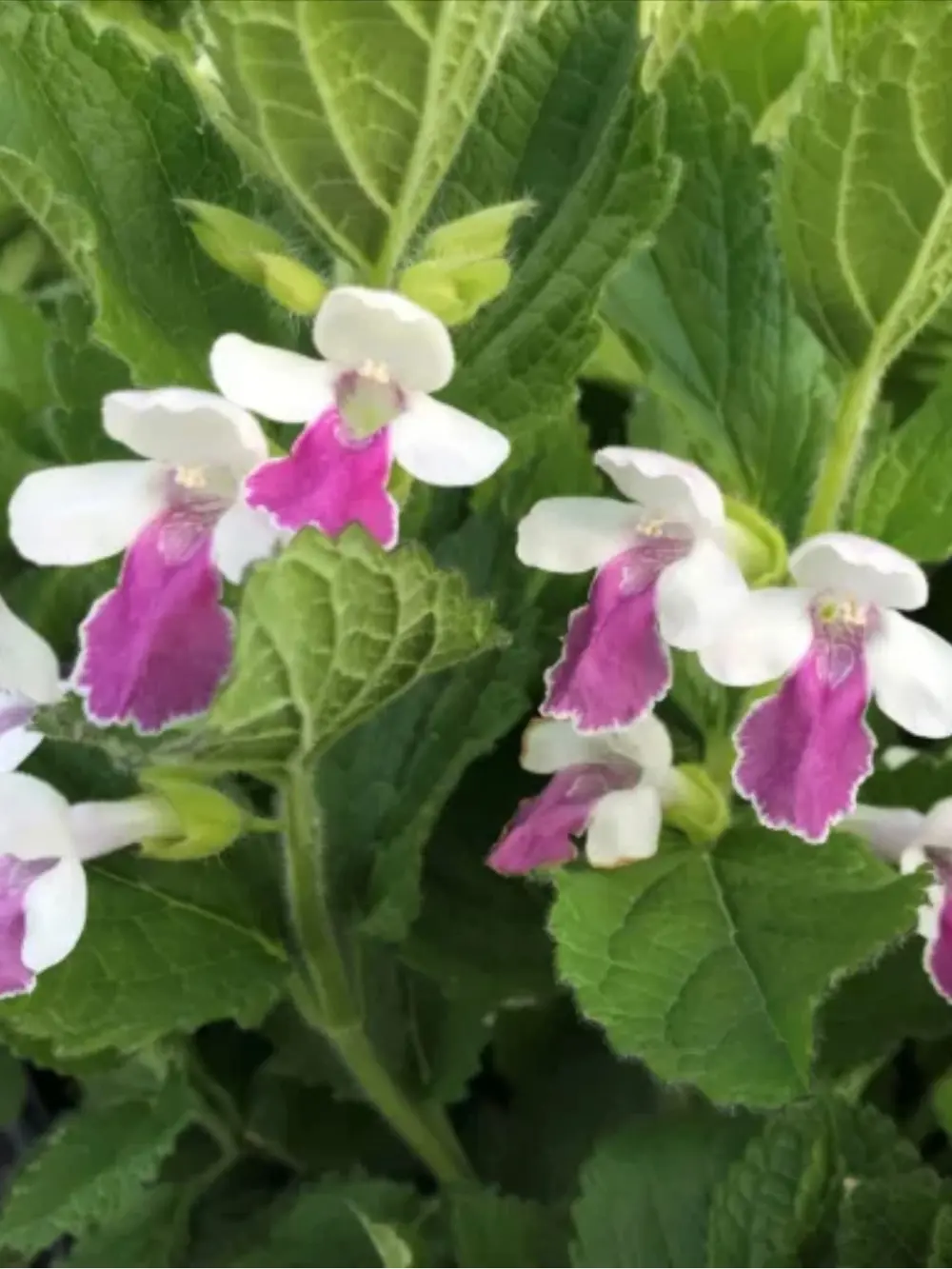 Melittis melissophyllum – Déli méhfű