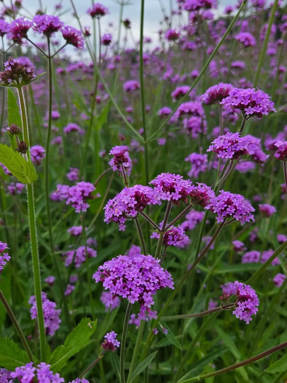 Verbena bonariensis – ernyős verbéna