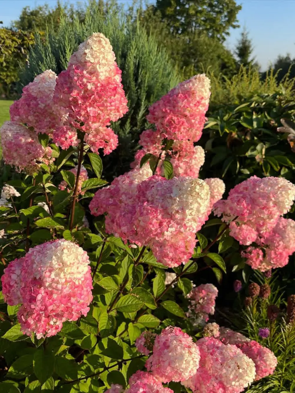 ‘Framboisine’ – bugás hortenzia