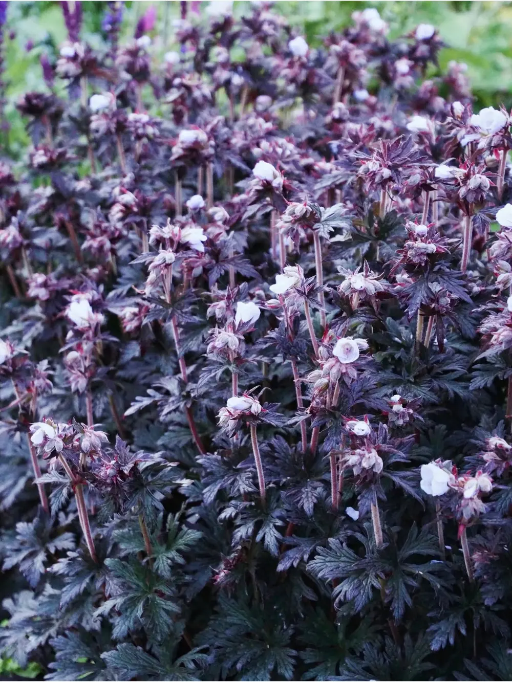 Geranium pratense ‘Black ’n’ White’ – gólyaorr