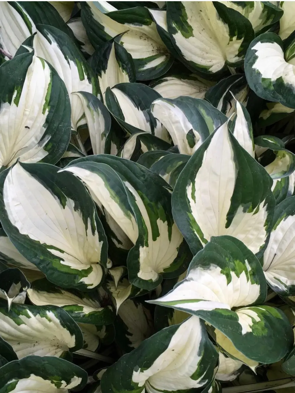 Hosta ‘Fire and Ice’ – árnyékliliom
