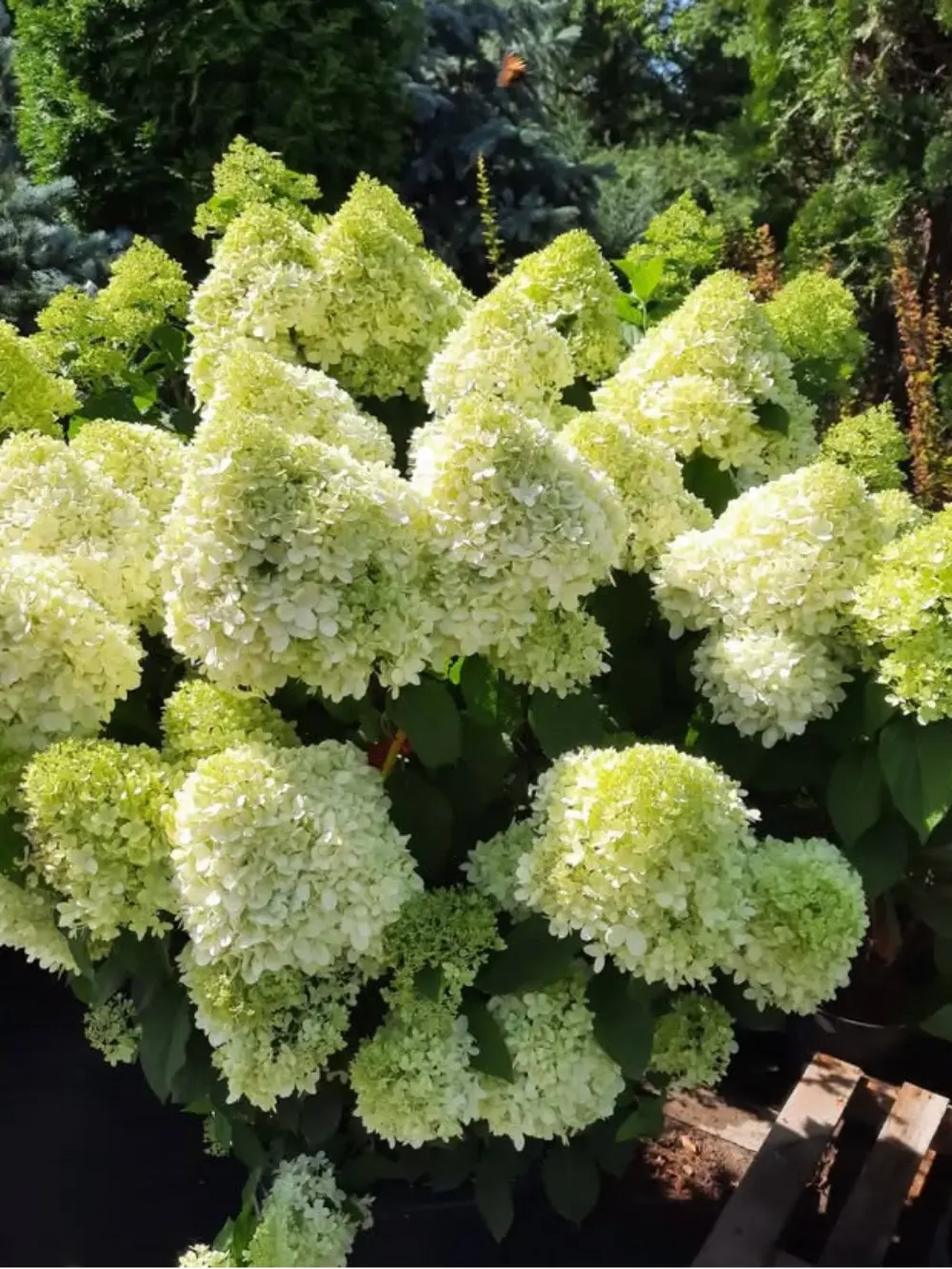 ‘Limelight’ bugás hortenzia
