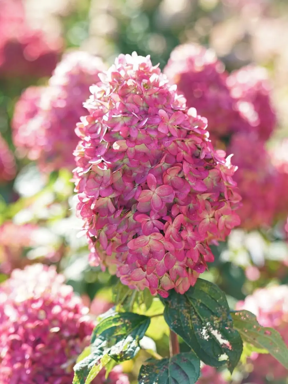 ‘Limelight Prime®’ bugás hortenzia