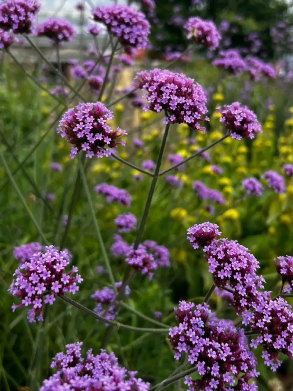Verbena bonariensis ‘Lollipop’ – ernyős verbéna
