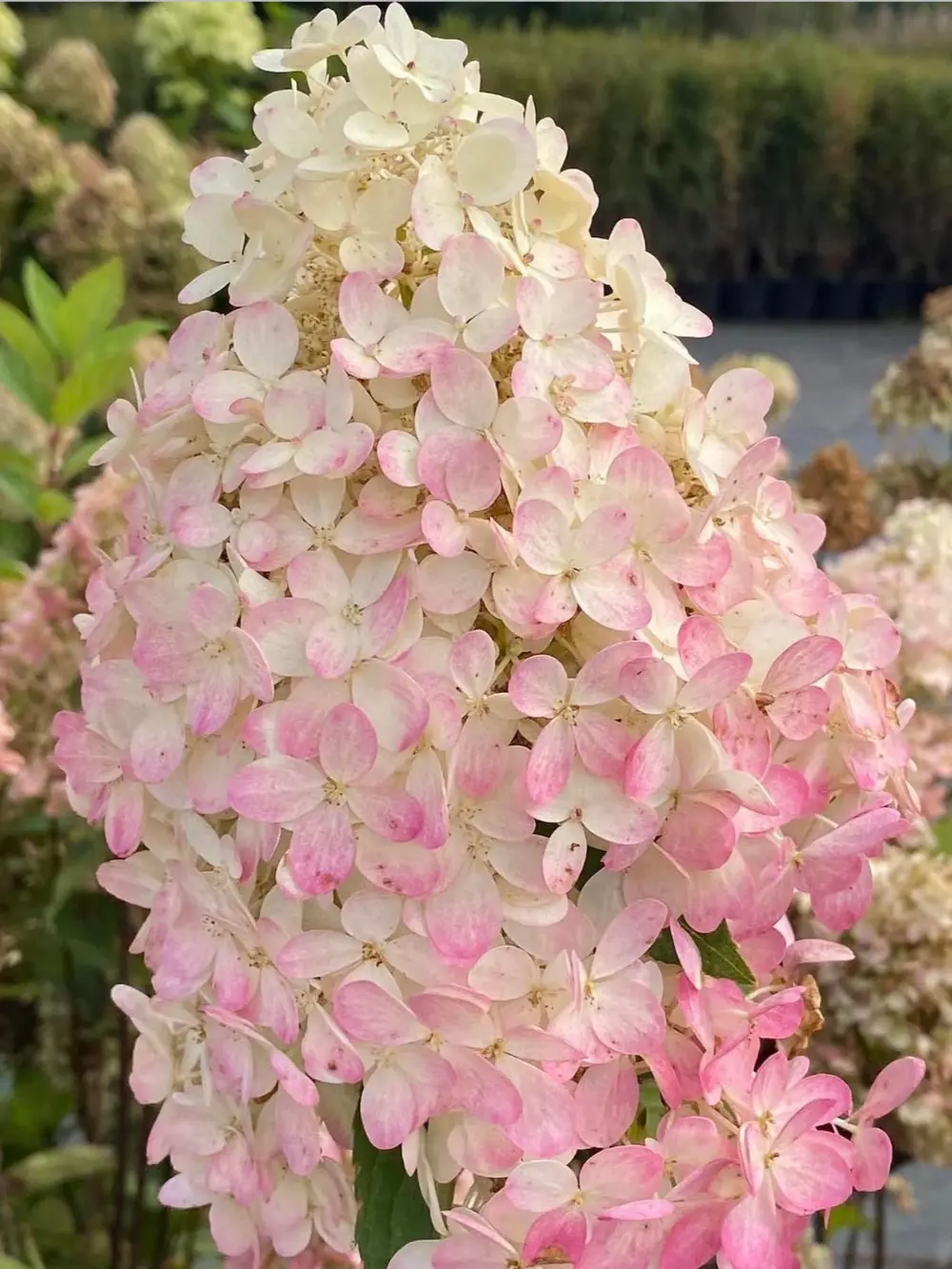 ‘Magical Andes’ bugás hortenzia