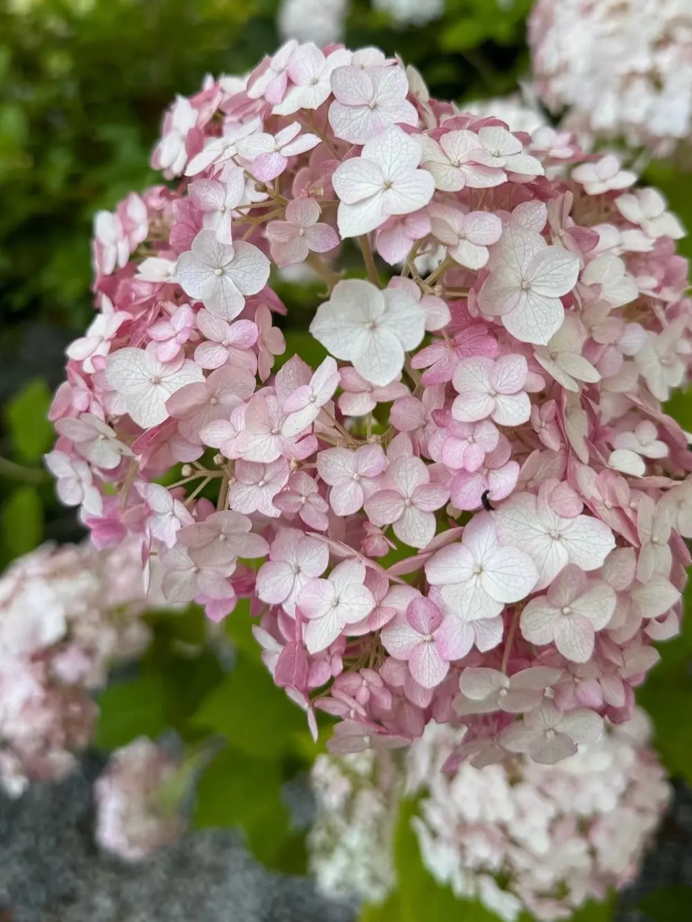 Candybelle ‘Marshmallow’ cserjés hortenzia