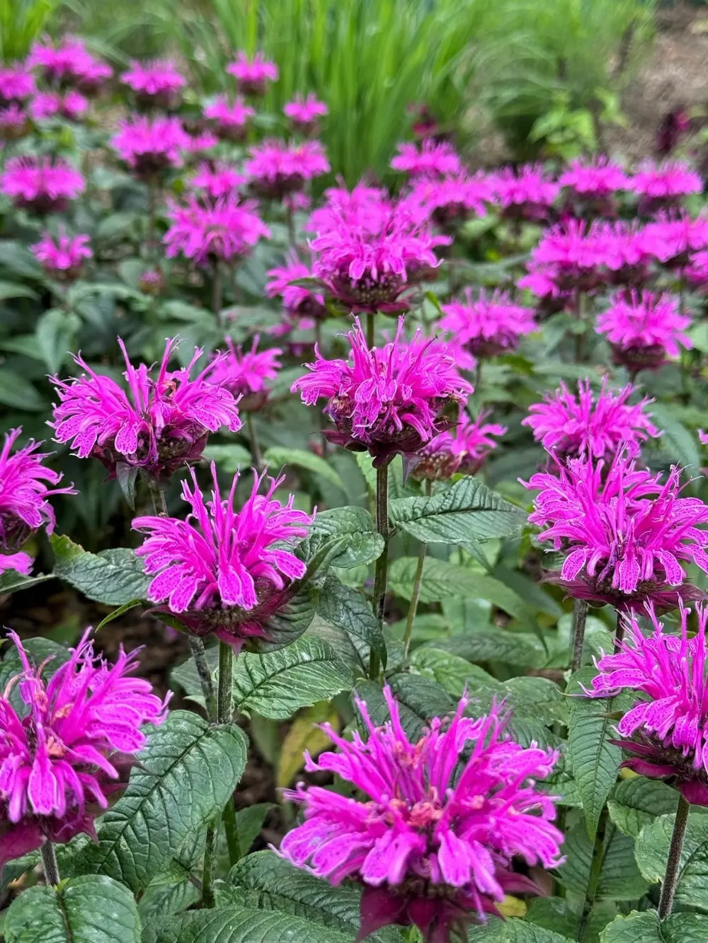 Monarda didyma ‘On Parade’ – méhbalzsam