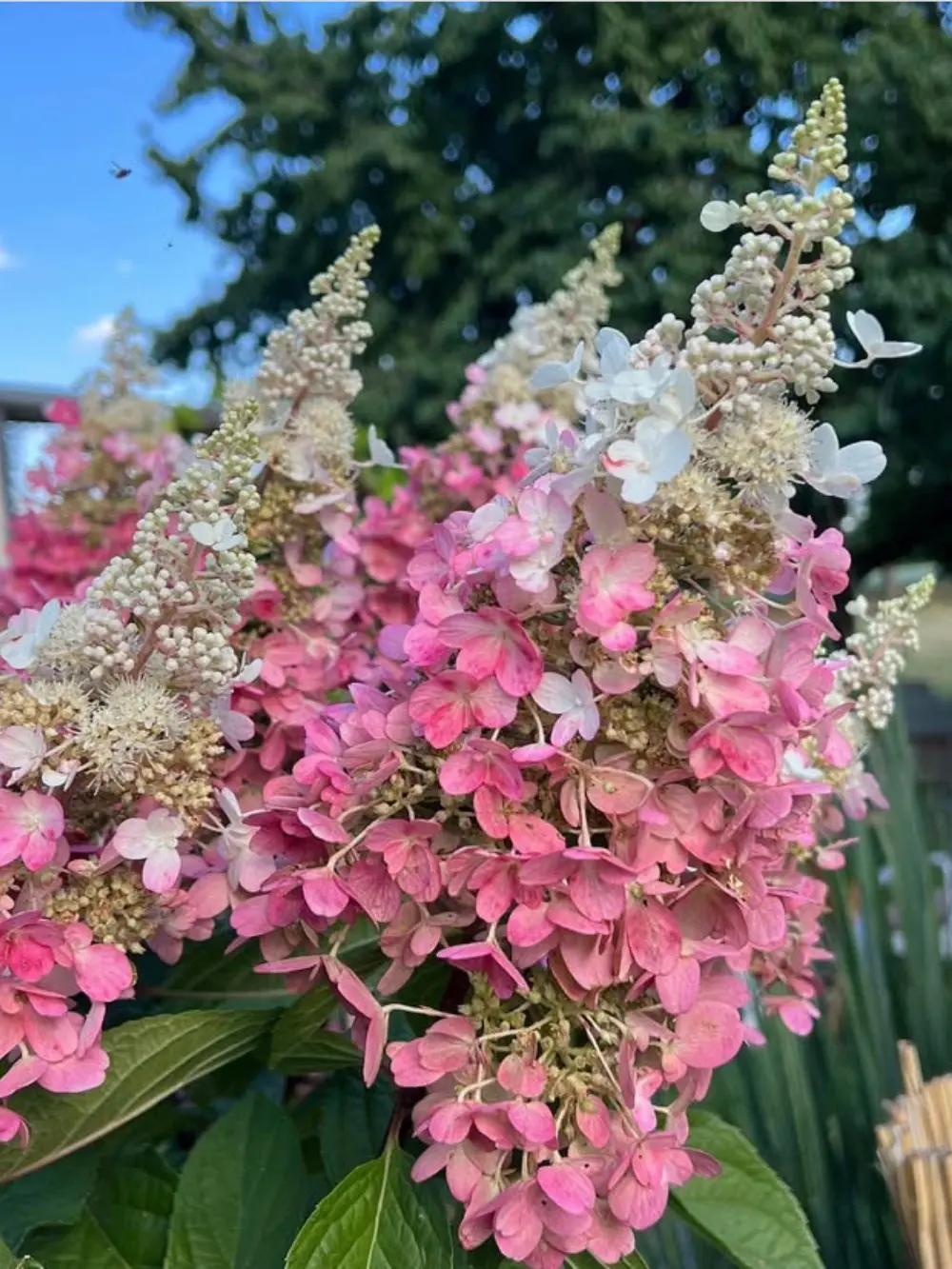 ‘Pinky Winky’ bugás hortenzia