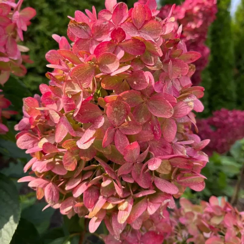 ‘Redlight’ bugás hortenzia