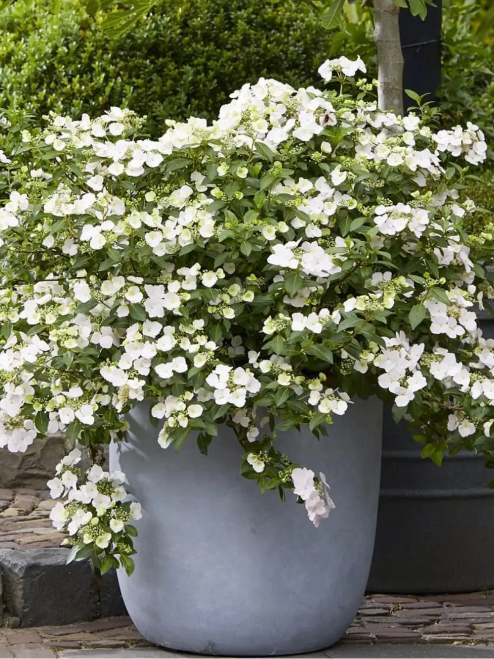 Runaway Bride® hibrid hortenzia