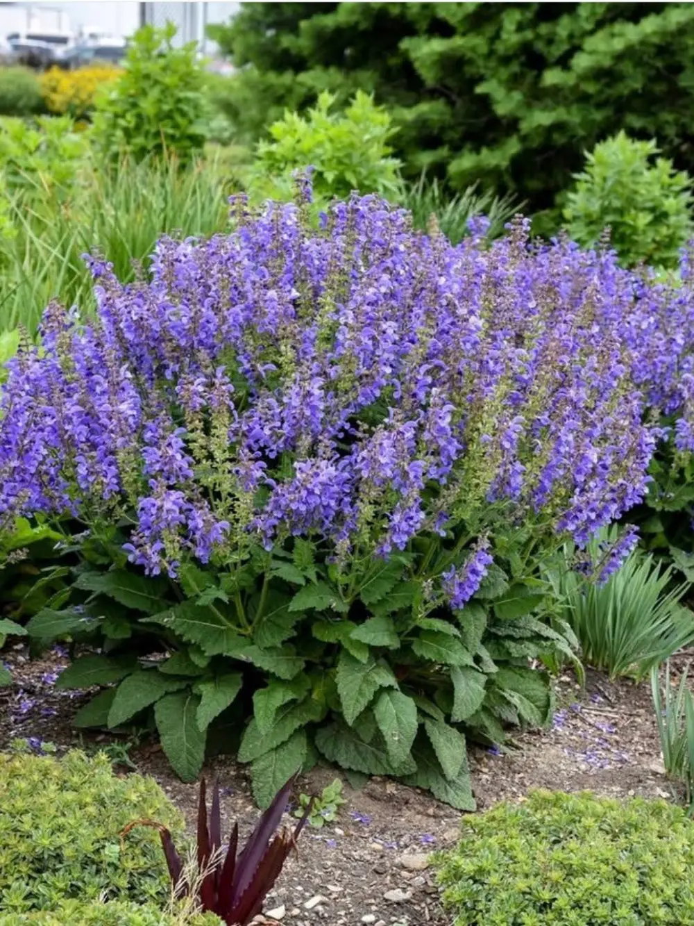 Salvia Living Large® ‘Big Sky’ – zsálya