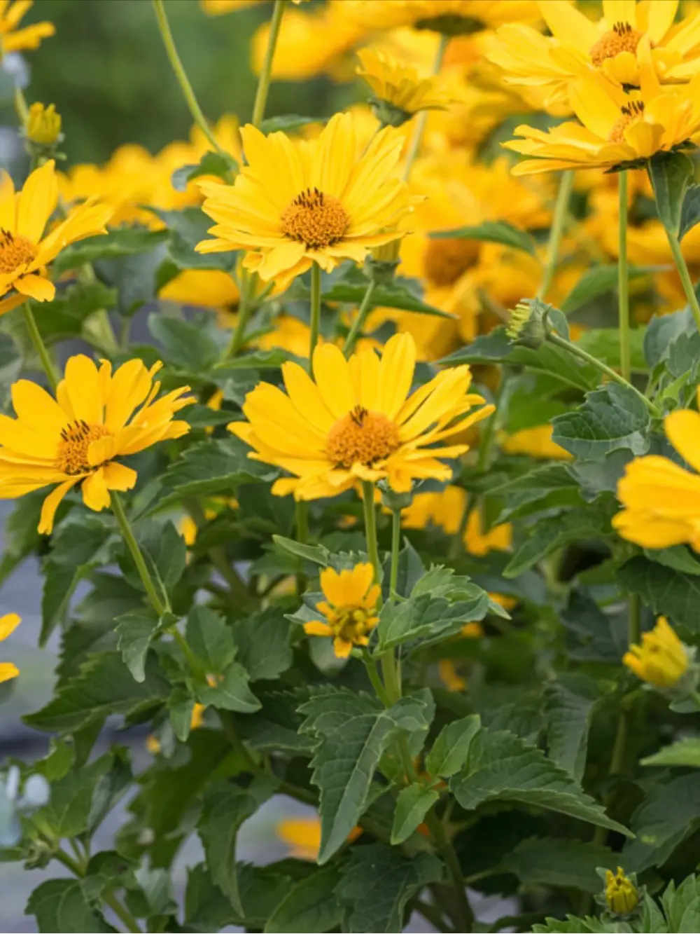 Heliopsis helianthoides ‘Oriole Single Yellow’ – Érdes napszemvirág