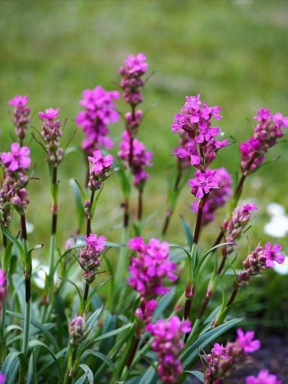Silene viscaria – Enyves szurokszegfű