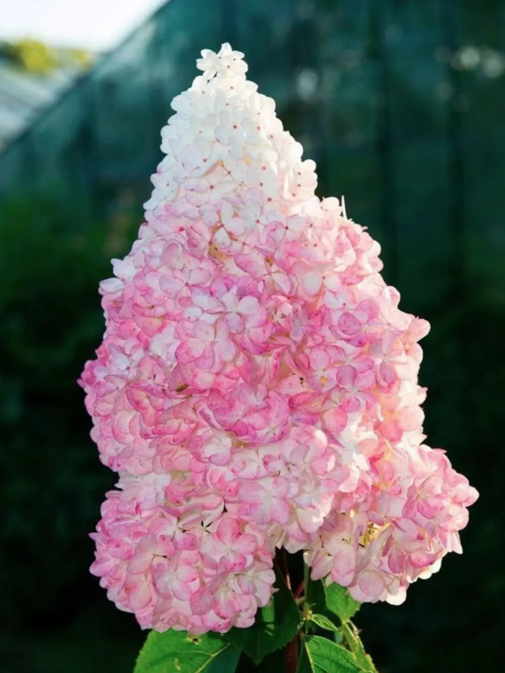 ‘Vanille Fraise’ bugás hortenzia