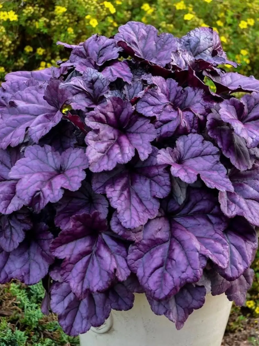 Heuchera ‘Wildberry’ – tűzeső