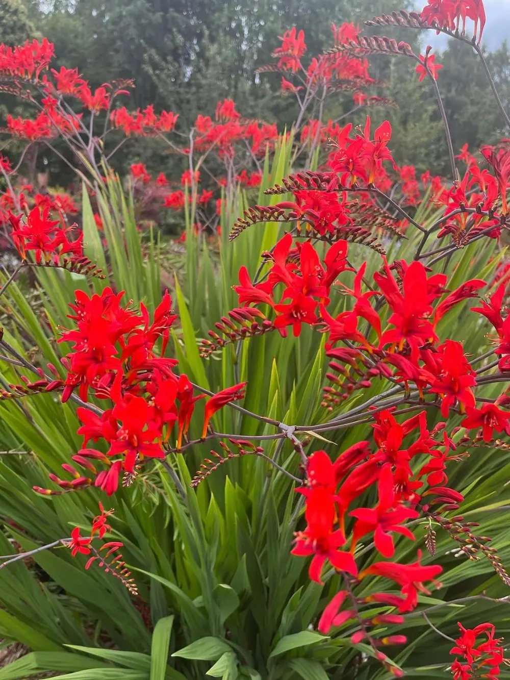Crocosmia ‘Lucifer’ – Kerti sáfrányfű