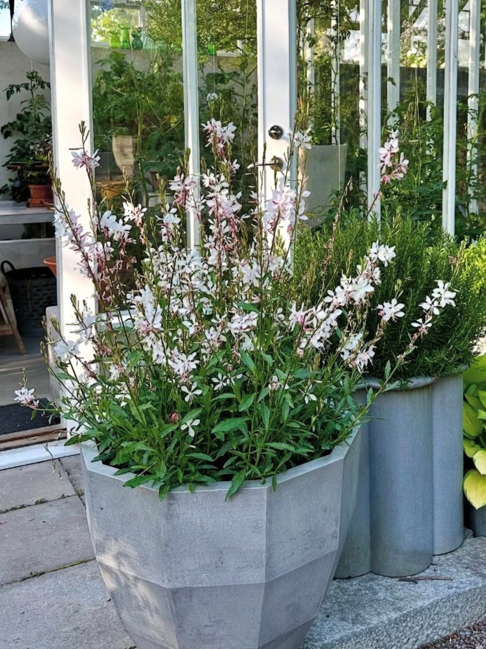 Gaura lindheimeri ‘Whirling Butterflies’ – Évelő díszgyertya - Image 2