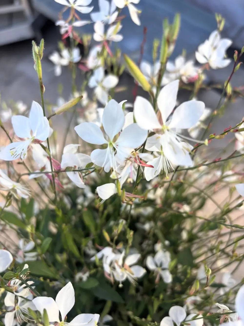 Gaura lindheimeri ‘Whirling Butterflies’ – Évelő díszgyertya