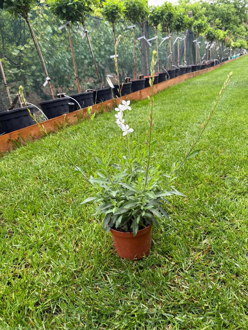 Gaura lindheimeri ‘Whirling Butterflies’ – Évelő díszgyertya - Image 3