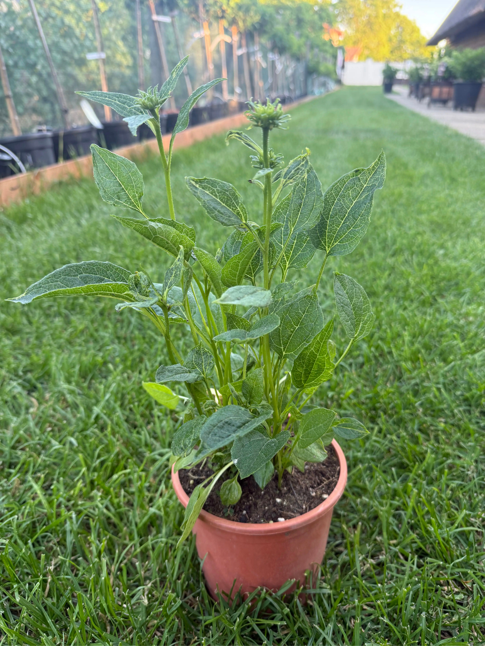 Echinacea purpurea ‘Milkshake’ – Kasvirág - Image 4