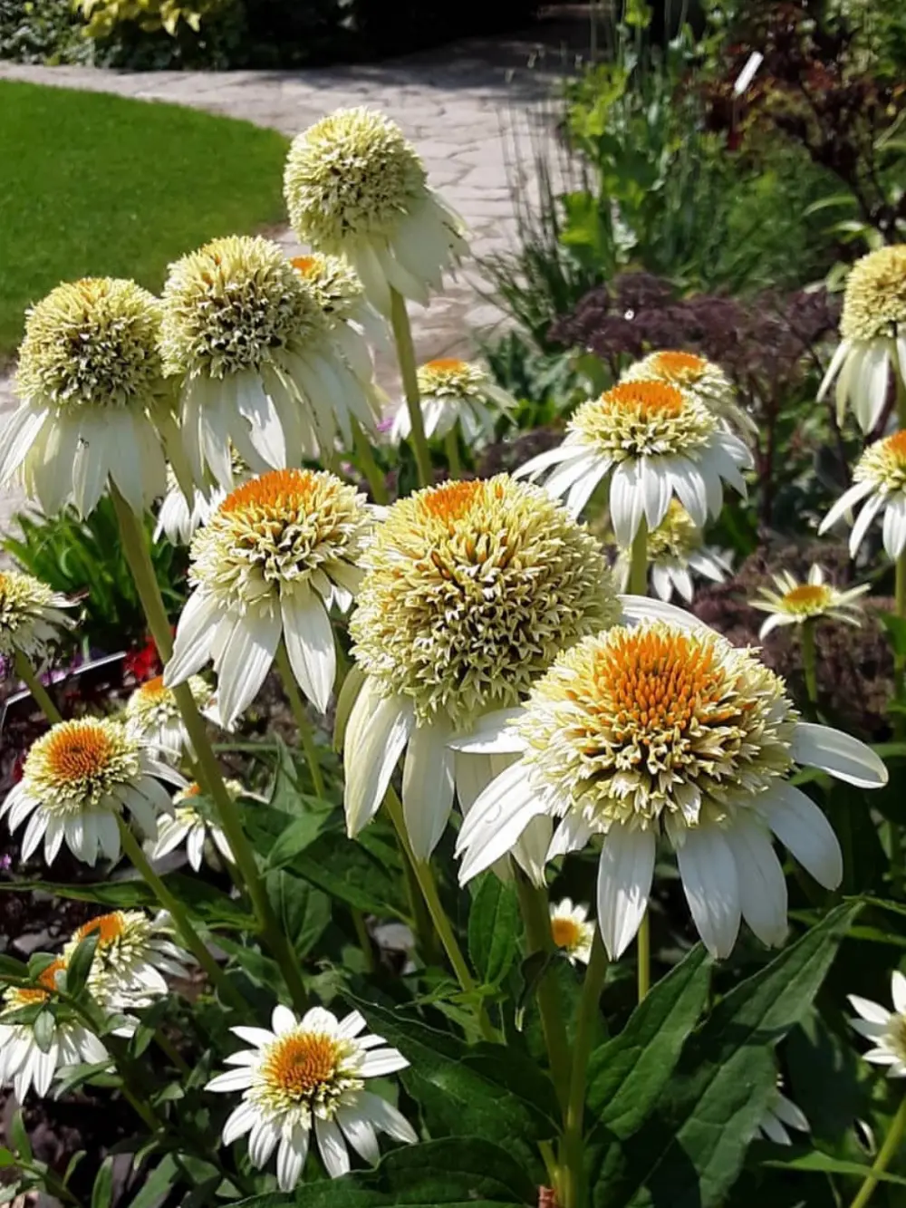 Echinacea purpurea ‘Milkshake’ – Kasvirág