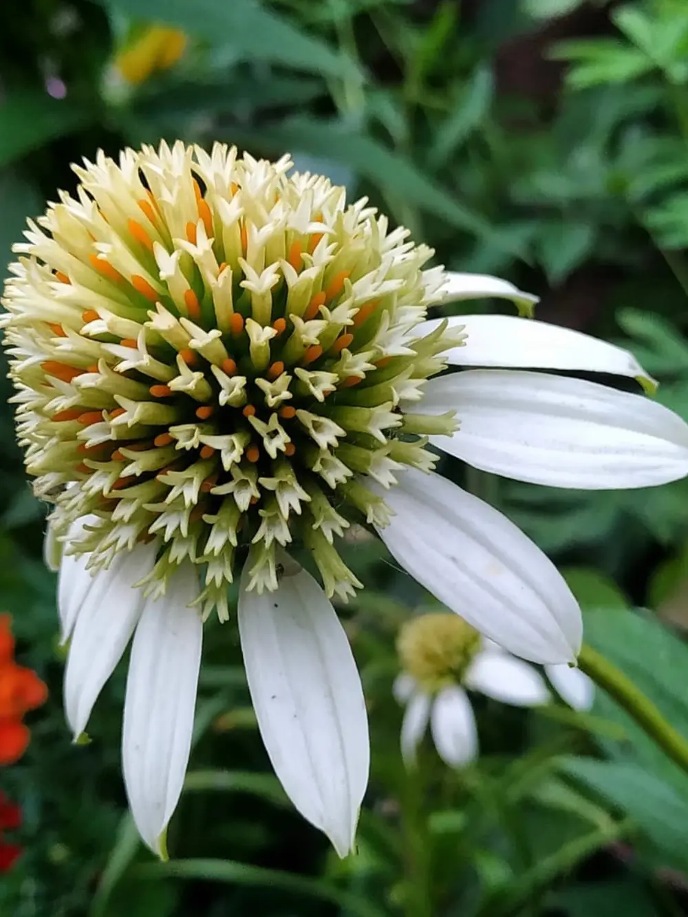 Echinacea purpurea ‘Milkshake’ – Kasvirág - Image 2
