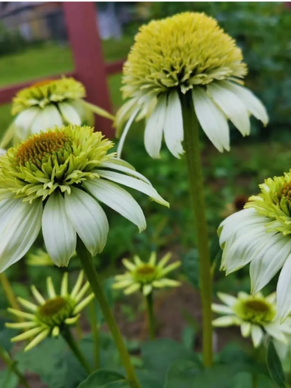 Echinacea purpurea ‘Milkshake’ – Kasvirág - Image 3