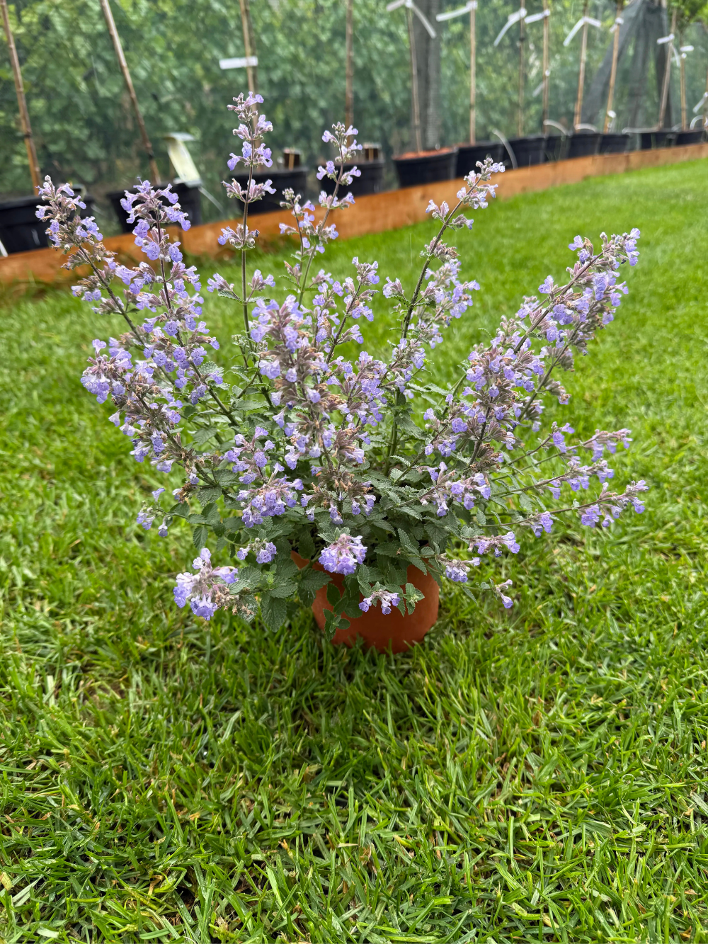Nepeta faassenii ‘Purrsian Blue’ – Kerti macskamenta - Image 3