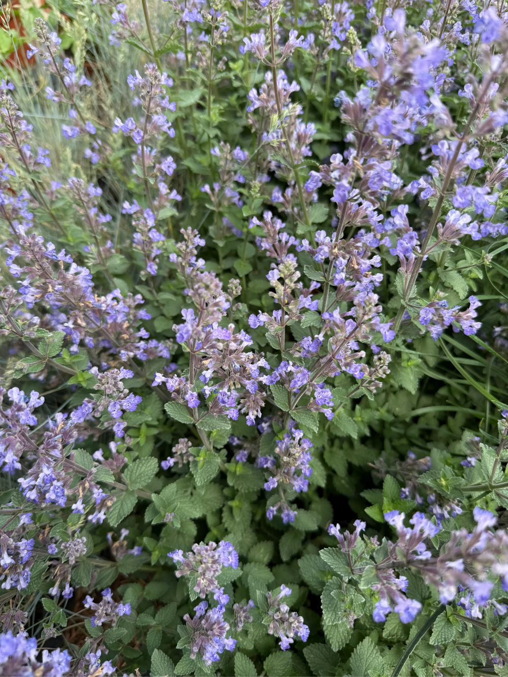 Nepeta faassenii ‘Purrsian Blue’ – Kerti macskamenta - Image 2