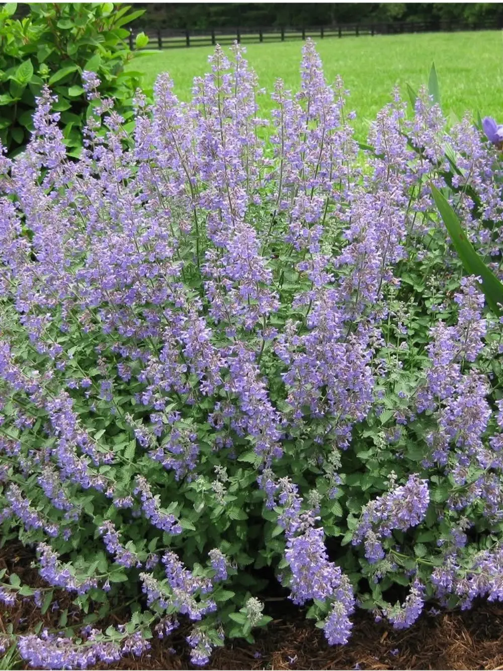 Nepeta faassenii ‘Purrsian Blue’ – Kerti macskamenta
