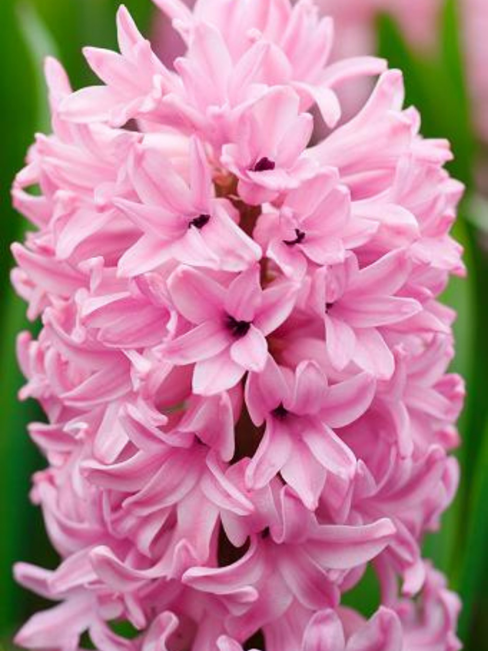 Jácint ‘Anna Marie’ / 3 db