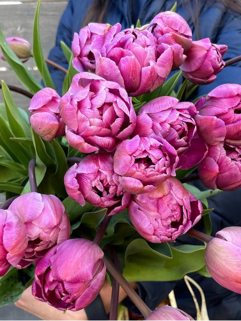 Tulipán ‘Blue Diamond’ / 6 db