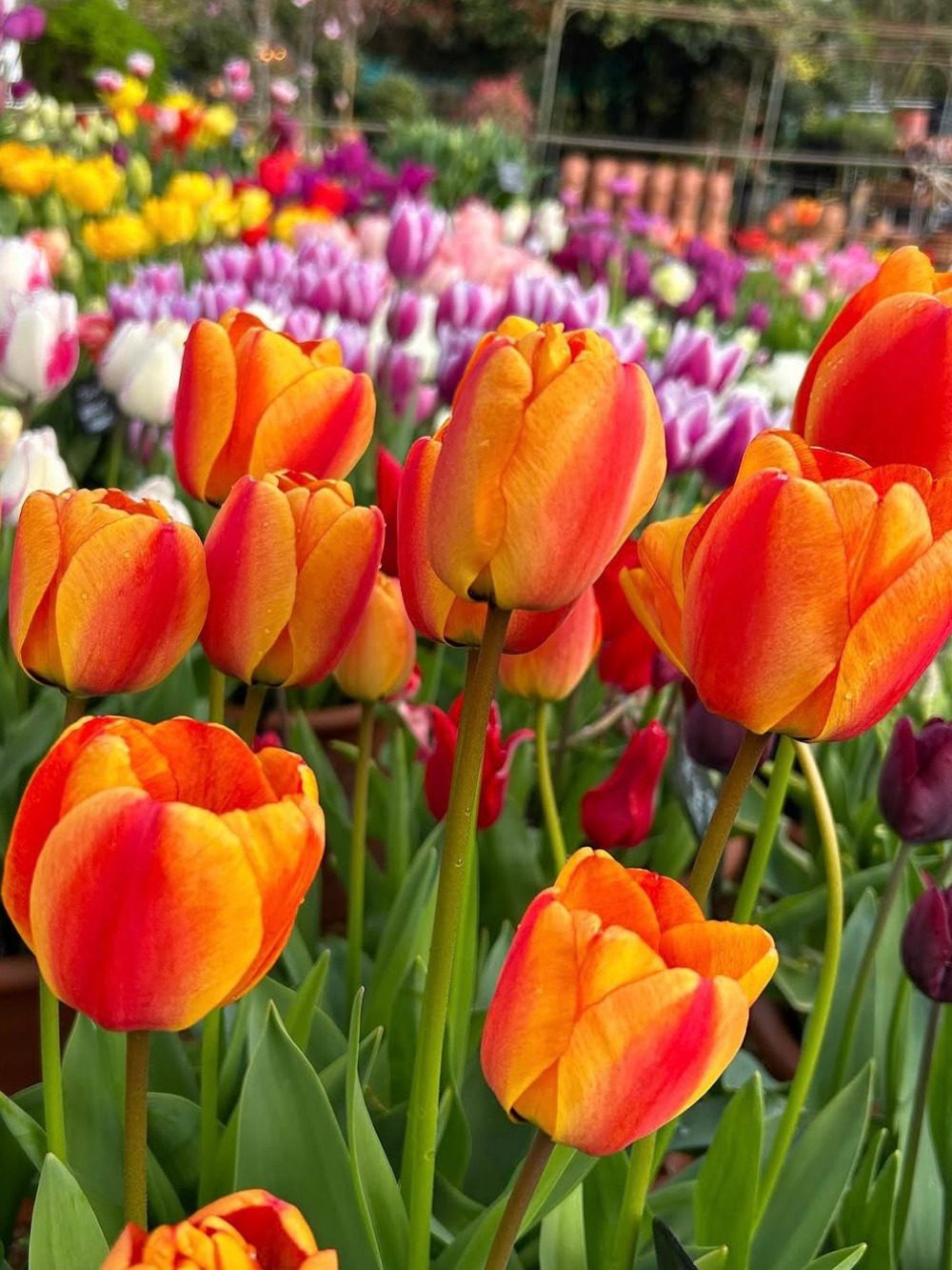 Tulipán ‘Blushing Apeldoorn’ / 6 db - Image 2