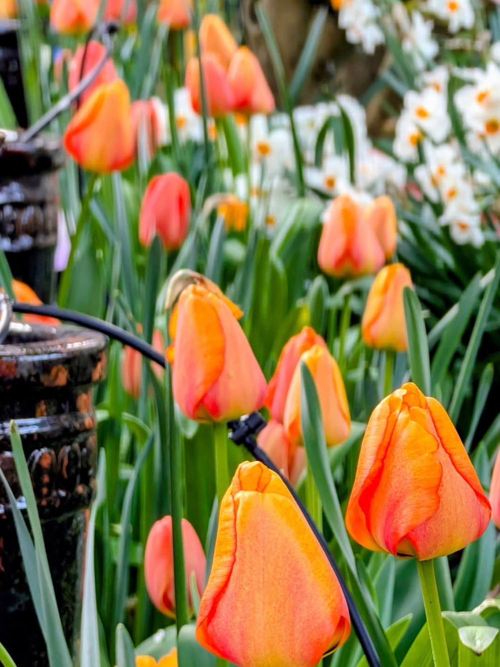 Tulipán ‘Blushing Apeldoorn’ / 6 db - Image 3