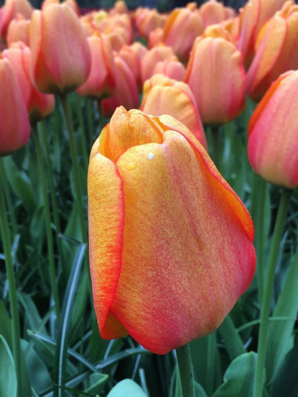 Tulipán ‘Blushing Apeldoorn’ / 6 db
