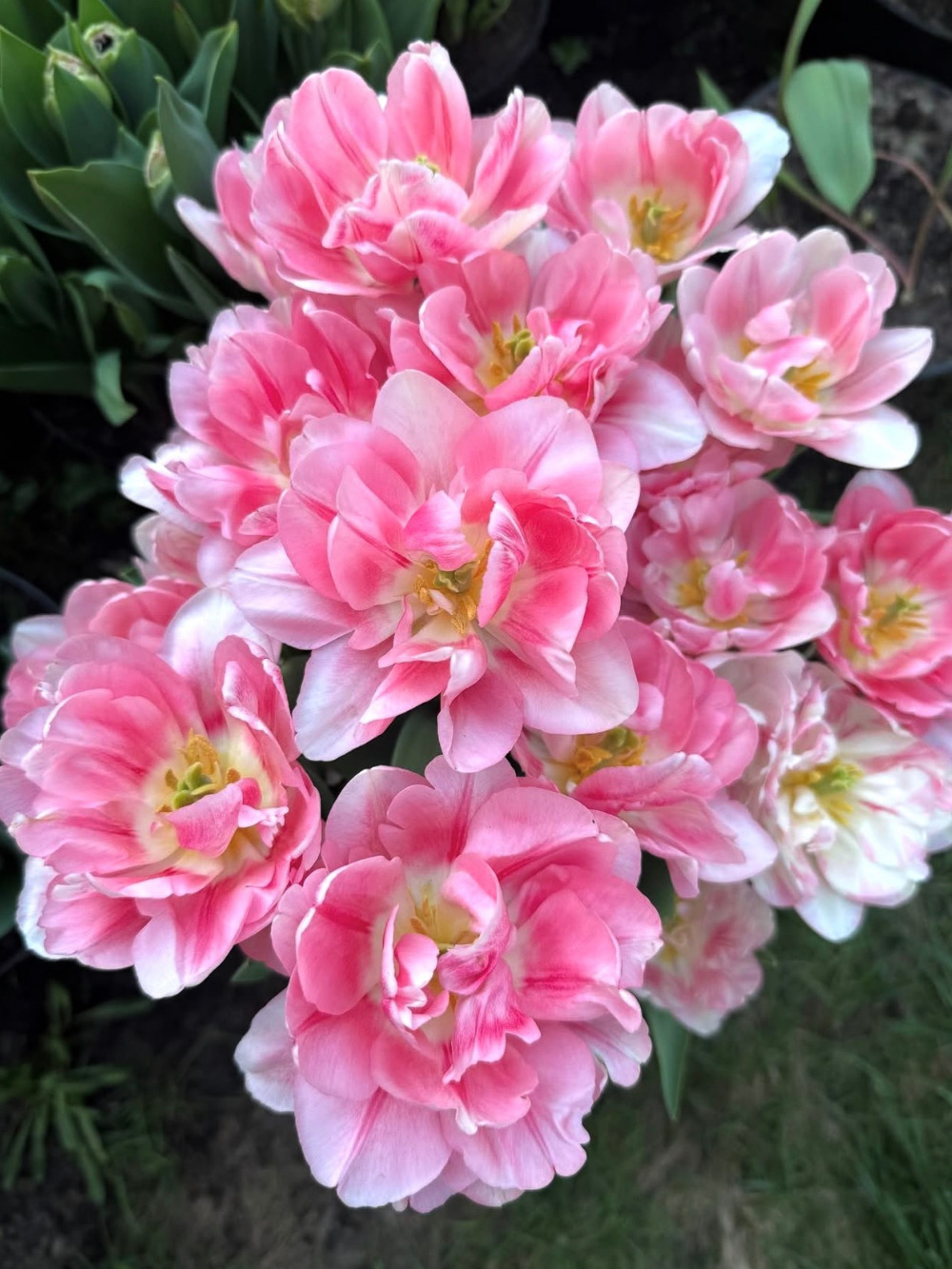 Tulipán ‘Foxtrot’ / 6 db - Image 2