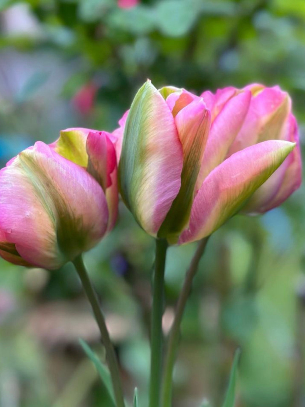 Tulipán ‘Groenland’ / 6 db