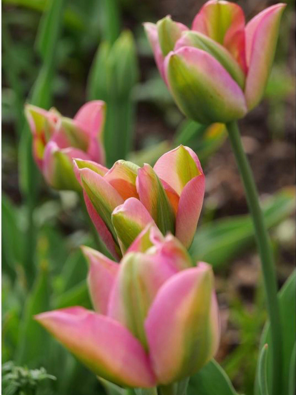 Tulipán ‘Groenland’ / 6 db - Image 2