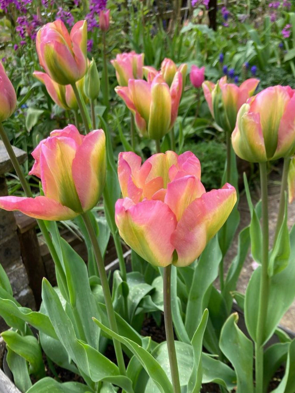 Tulipán ‘Groenland’ / 6 db - Image 3