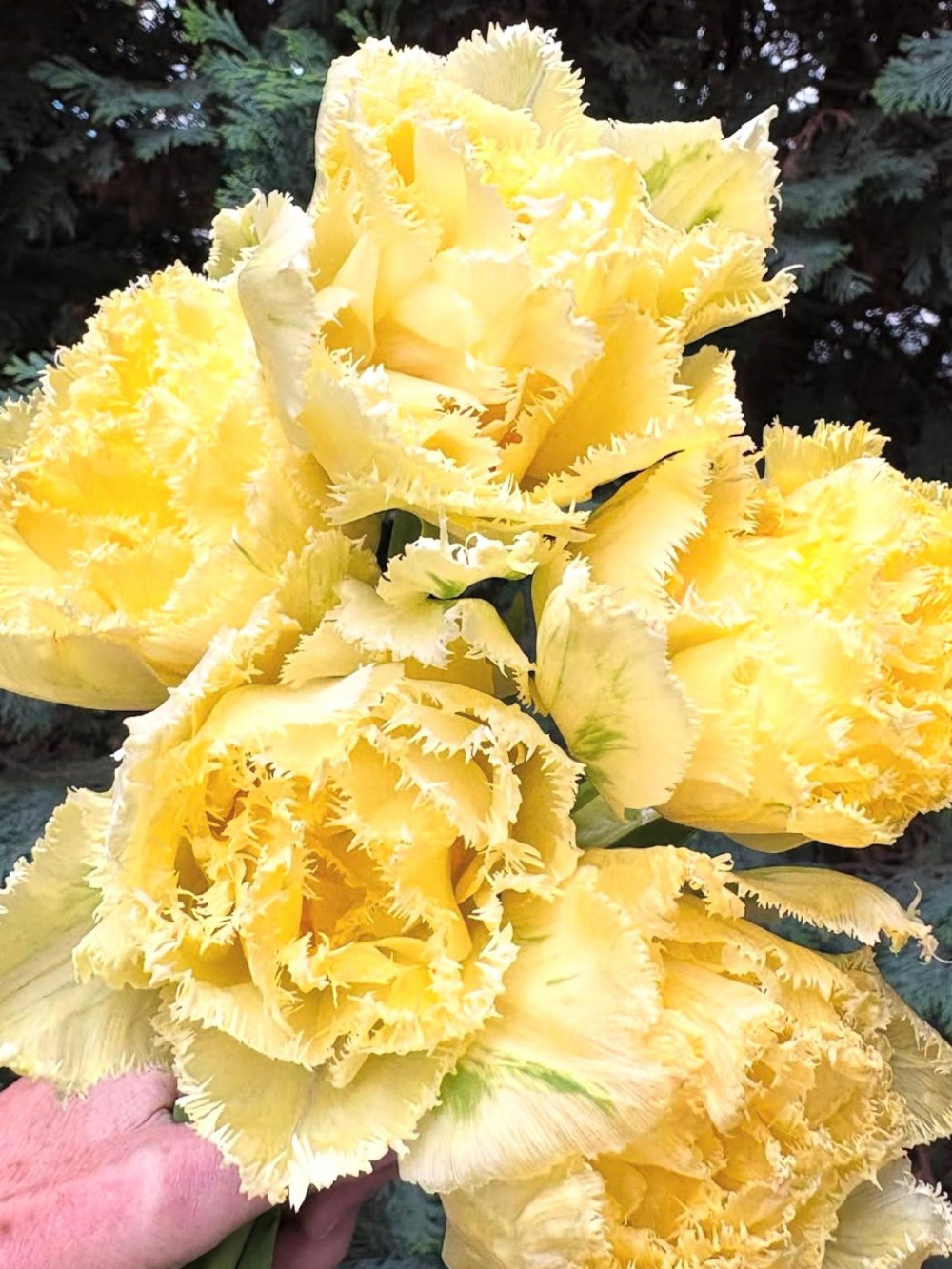 Tulipán ‘Lemon Shoot’ / 6 db - Image 3